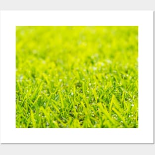 Dew Drops On Green Grass Posters and Art